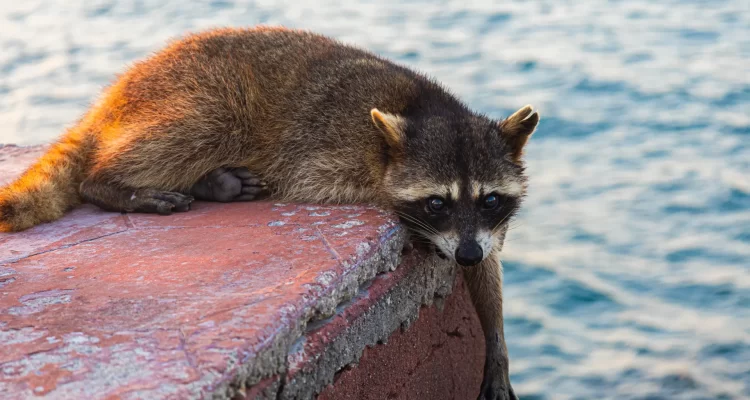 mapache en escolleras de playa miramar